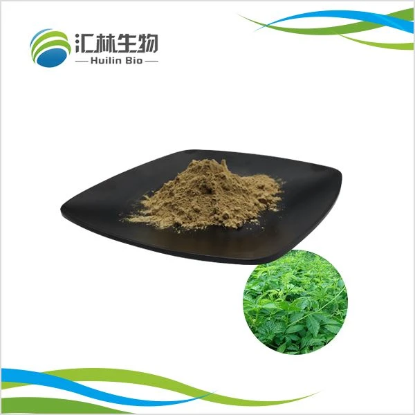 Gynostemma extract poeder